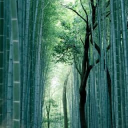 El bosque de bambú de Arashiyama, en Kioto