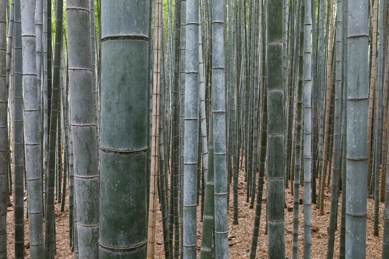 El sendero del bosque de bambú de Arashiyama desde dentro, con las cañas cerrándose arriba