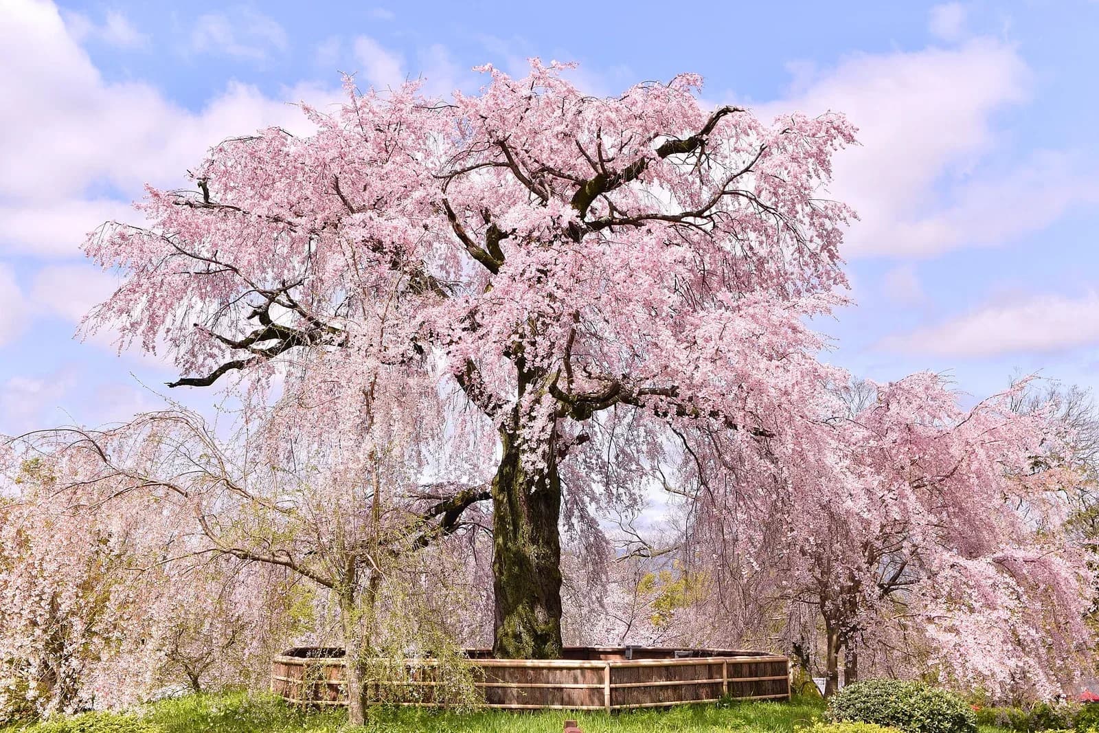 El cerezo llorón del parque Maruyama, iluminado de noche