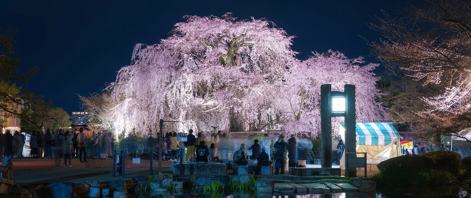 El cerezo llorón del parque Maruyama iluminado de noche, con los puestos de comida montados