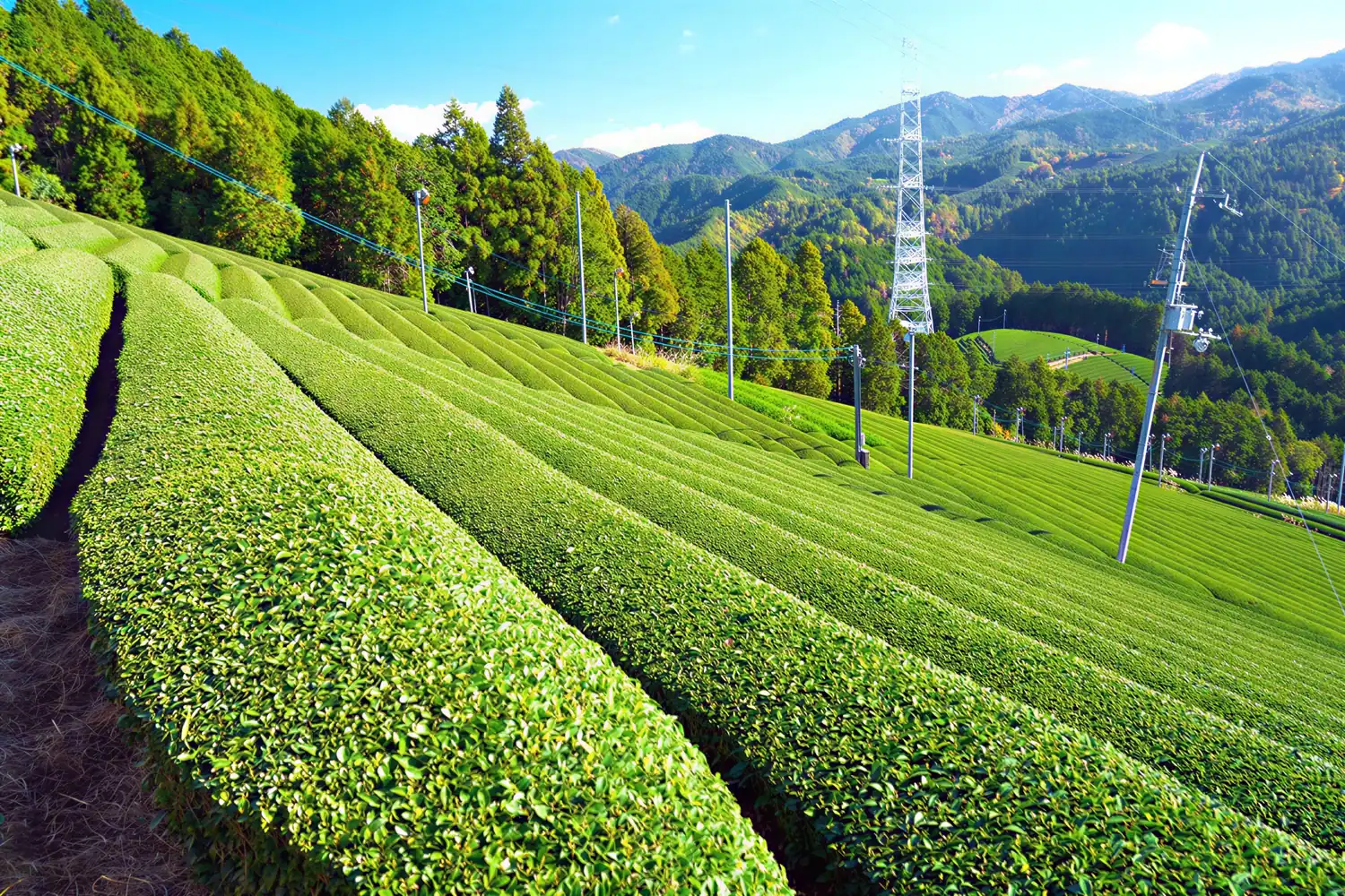 Hileras de té verde en las laderas de Uji, con las montañas al fondo