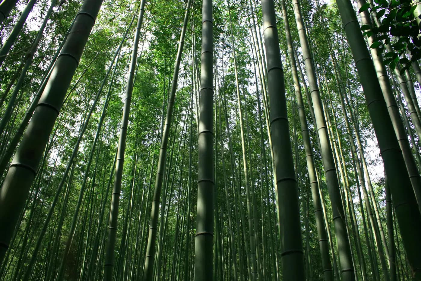 El sendero del bosque de bambú de Sagano, en Arashiyama, sin gente
