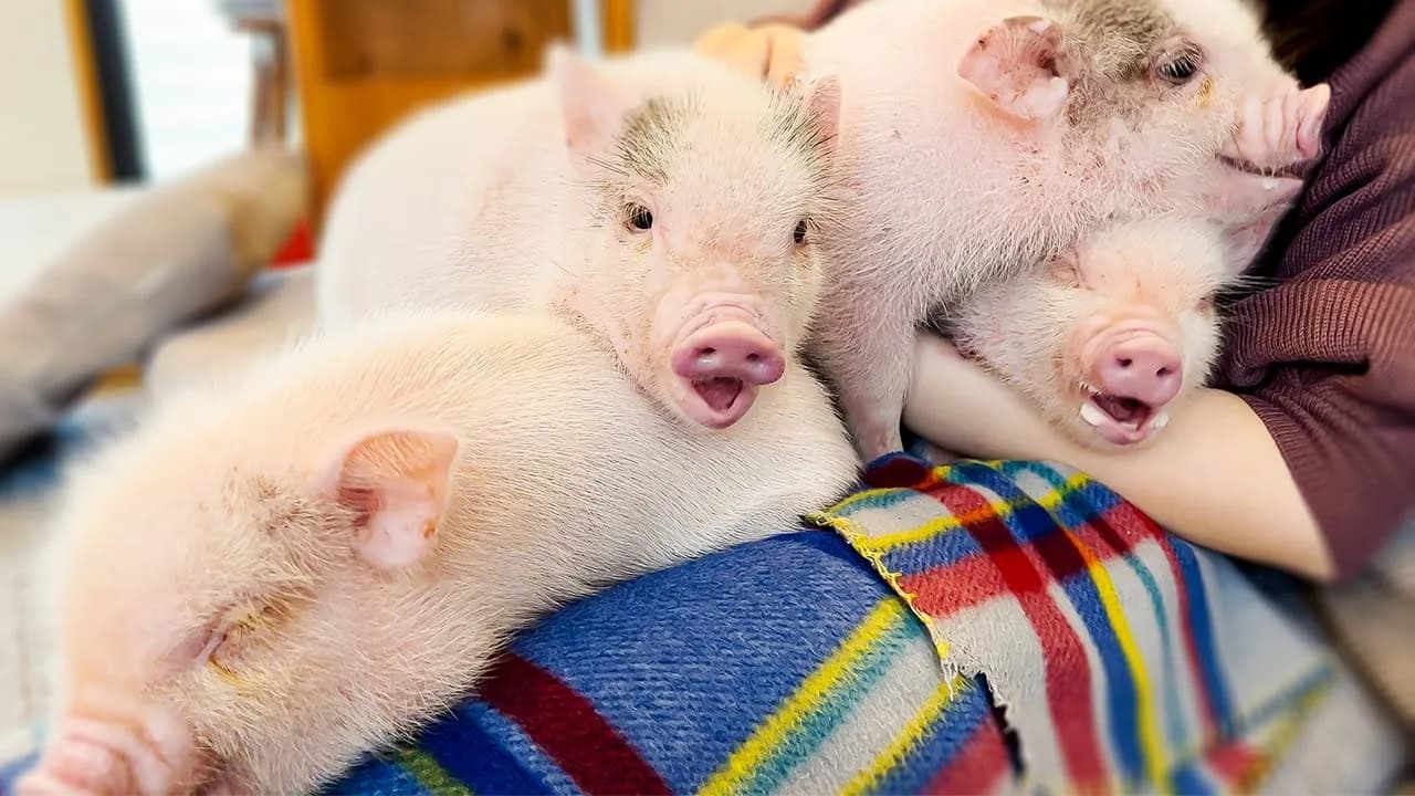 Tres cerditos dormidos sobre el regazo de una visitante en el Mi Pig Cafe