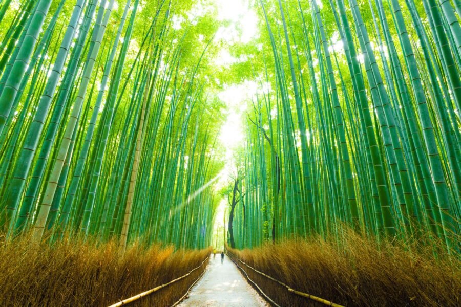 Kyoto Imperial y Paisajístico